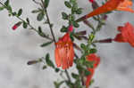 Scarlet calamint